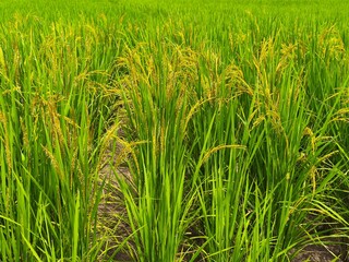 Fototapeta premium Vibrant green rice stalks growing in a fertile rural field