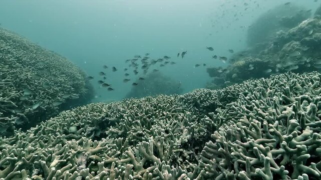 A pipefish &ndash; Syngnathidae &ndash; turns slowly above white dead coral on the Great Barrier Reef, Australia, highlighting reef bleaching linked to global warming and rising ocean temperatures.
