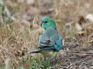 Red-rumped parrot, Grass Parrot, or Red-backed Parrot (Psephotus haematonotus) close up on the ground with out of focus background