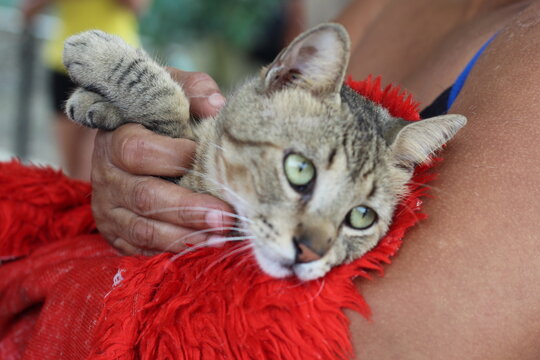 Gray domestic cat being held by a person. Close-up of pet in owner&rsquo;s arms, indoor setting.
