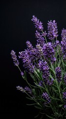 Obraz premium Lush purple lavender sprigs against a black background