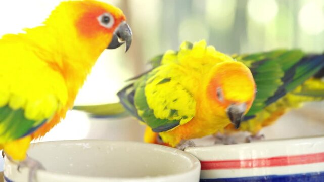 Vibrant sun conure parrots feeding together in close up shot. Exotic tropical birds with bright yellow feathers representing beauty, companionship and pet care concept.
