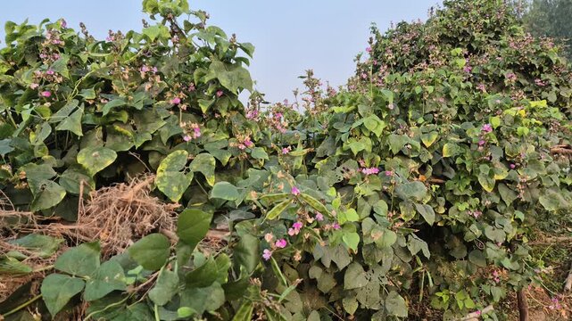 Professional RAW eye level wide shot of hyacinth bean vines climbing over a high natural structure in a farm in Bangladesh, 4K UHD 30fps.