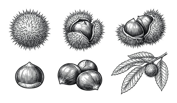 Chestnut nuts vector illustration isolated on transparent background engraving style design