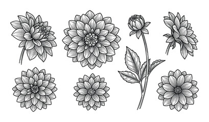 Dahlia flower vector illustration engraving drawing sketch monochrome isolated on transparent background © GoDesigner