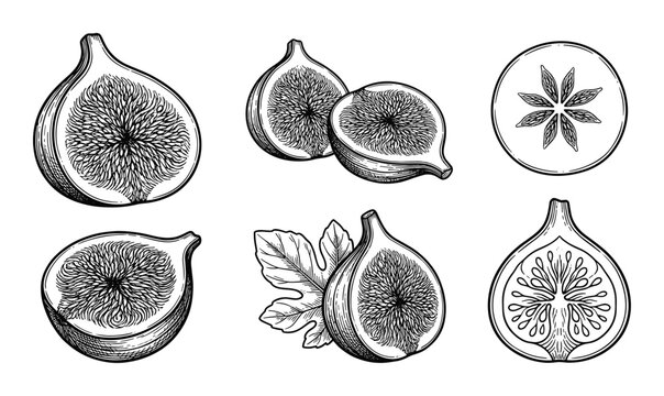 Fig engraved vector illustration isolated on transparent background fresh fruit drawing sketch