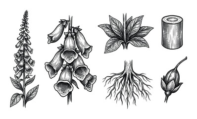 Hand drawn sketch of digitalis flowers set engraving style botanical isolated vector illustration © GoDesigner