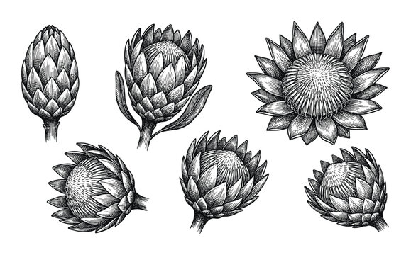 Hand drawn sketch of protea flowers set engraving style botanical isolated vector illustration design