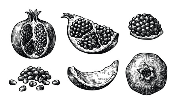 Pomegranate fruit engraving vector, whole, half, quarter, seeds, and isolated on transparent background