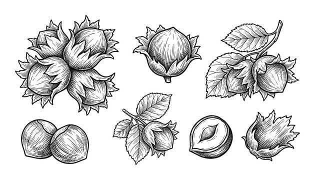 Set of hand drawing hazelnut with leaf on transparent background isolated vector illustration
