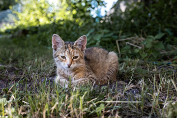 Fototapeta premium Ginger Cat Resting on Grass