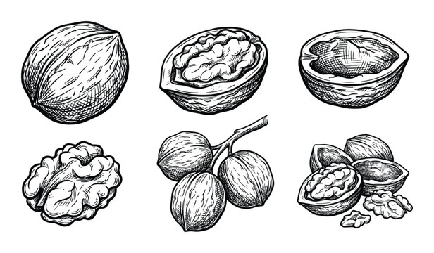 Set of walnuts vector etching imitation delicious snack food healthy eating shell peeled isolated