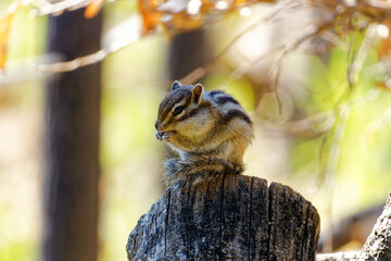 Cute Chipmunk Warming Its Paws on a Winter Day