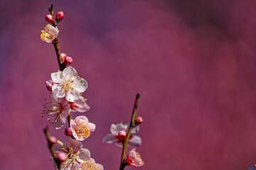 White Plum Blossoms Against Deep Pink Background with Right‑Side Copy Space