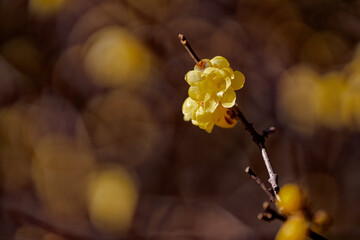 Wintersweet Bloom Framed by Warm Azuki Background and Yellow Bokeh Highlights