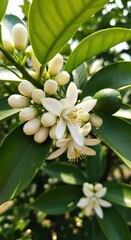 White Orange Blossoms on Tree.