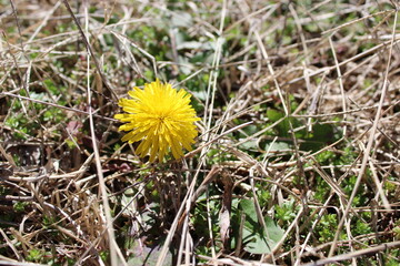 Single yellow dandelion growing among dry grass and green meadow plants, captured in natural outdoor light to illustrate spring growth and wild resilience.