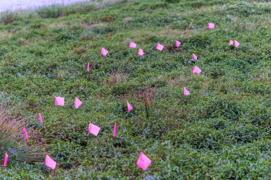 Mutton-bird Islands muttonbird or nesting sites marked out with pink flag marker