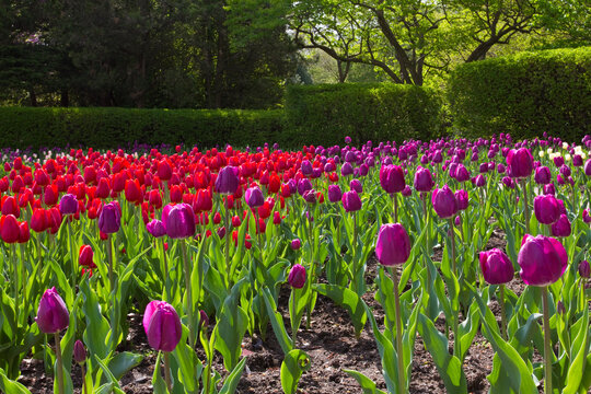 63821-21308 Tulips (Tulipa  'Negrita' purple, and 'Cassini' red) at Cantigny Gardens, Wheaton, IL