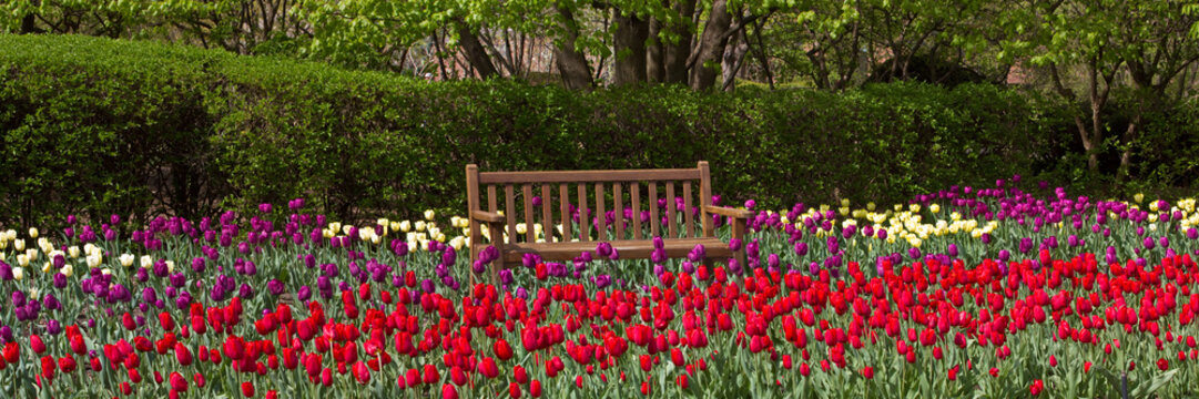 63821-21219 Panoramic of bench in bed of Tulips (Tulipa  'Negrita' purple, 'Strong Gold' yellow,  and 'Cassini' red) at Cantigny Gardens, Wheaton, IL