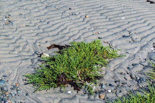 Pickleweed growing in coastal sand, Vancouver Island, BC.
