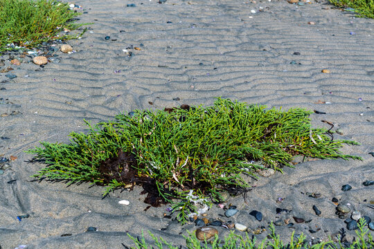 Sea asparagus emerging from sandy terrain on Vancouver Island, BC.
