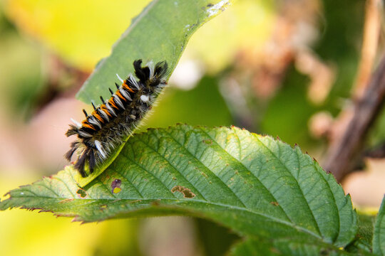 tussock hairy caterpillar on a leaf closeup