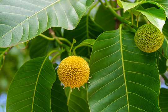Burflower-tree (Neolamarckia cadamba) the globe-shaped flower closeup
