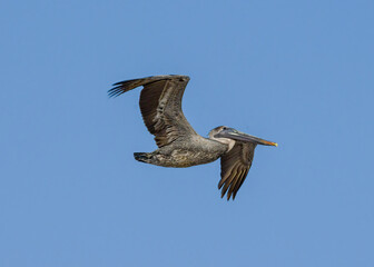 Brown Pelican in flight over Malaquite Beach, Texas.