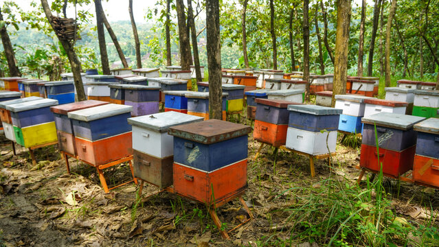 Honey bee farming using a large number of wooden boxes placed in the forest or garden under trees. A honey bee (also spelled honeybee) is a eusocial flying insect within the genus Apis of the bee.