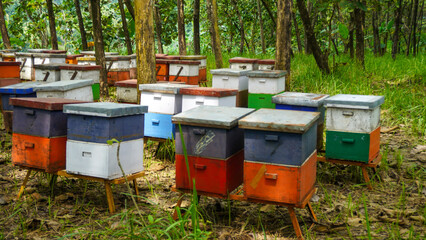 Honey bee farming using a large number of wooden boxes placed in the forest or garden under trees. A honey bee (also spelled honeybee) is a eusocial flying insect within the genus Apis of the bee.