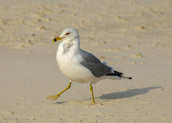 Fototapeta premium Ring-billed Gull walking on Malaquite beach near Corpus Christi, Texas