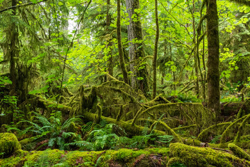 Obraz premium Moss-covered trees and lush ferns in Cathedral Grove Provincial Parks' old-growth forest.