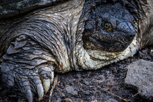 huge heavy snapping turtle face closeup