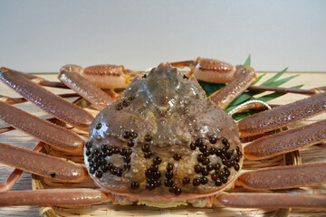 高級ブランド活ズワイガニ　松葉ガニ