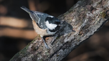Coal Tits, Periparus ater, perched at Humford Woods, Northumberland, February 2026.  © Neil_Benison_Photos