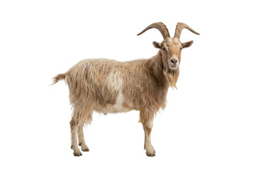 Fototapeta premium Adult goat with horns isolated on white background, PNG