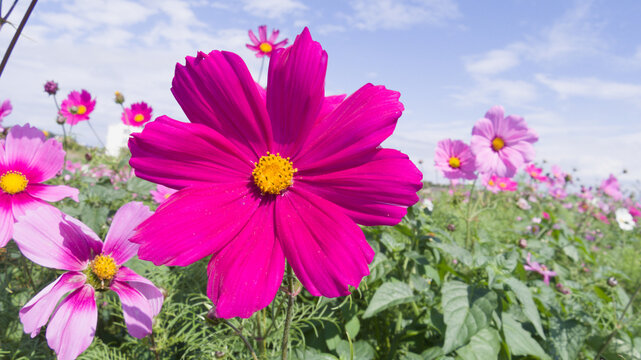 秋桜の花」の写真素材 | 87,347件の無料イラスト画像 | Adobe Stock