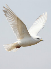 Elegant White Bird Soaring Gracefully Through Clear Sky Captured Mid-Flight Showcasing Pristine Feathers And Dynamic Wing Posture Ideal For Nature Wildlife Backgrounds