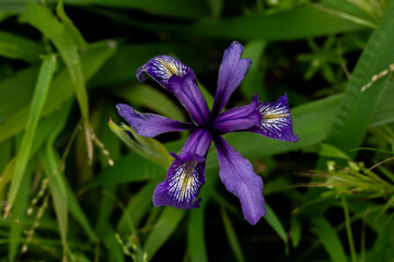 Wild Iris Blooms Along The Coast Of Big Sur