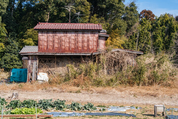 廃屋と冬木立