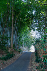 竹林と道