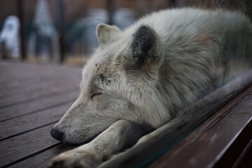 Wolf sleeping