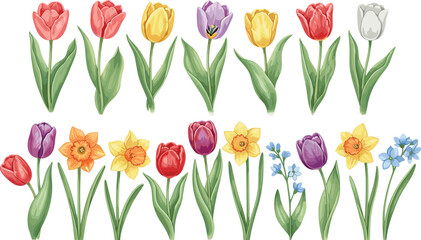 Colorful spring flower illustration with tulips, daffodils, and forget-me-nots, botanical floral vector for garden, nature, seasonal, decorative, and educational design themes © Rasidul