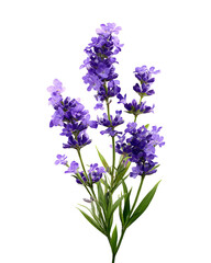 Obraz premium Purple lavender flowers blooming isolated on white background spring nature