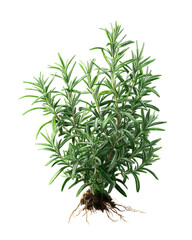 Obraz premium Fresh green rosemary plant isolated on white background for cooking and gardening