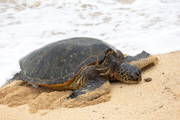 Fototapeta premium Close up of a green sea turtle on the beach in Maui
