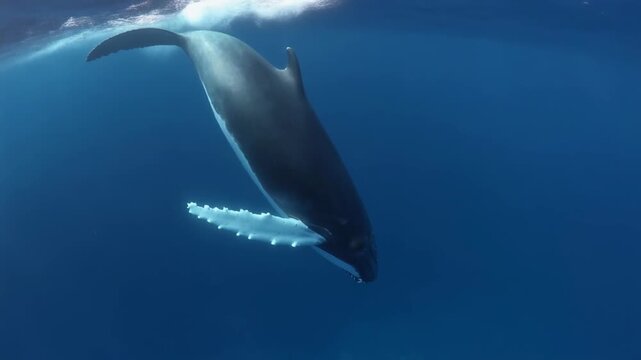 Majestic Sperm Whale Dives Deep, Showing Massive Fluke in Clear Ocean Water