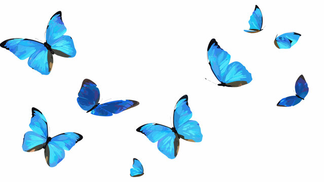 A collection of vibrant blue butterflies in mid flight against a white background