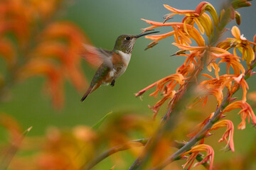 Rufous hummingbird visiting flowers  © Christine